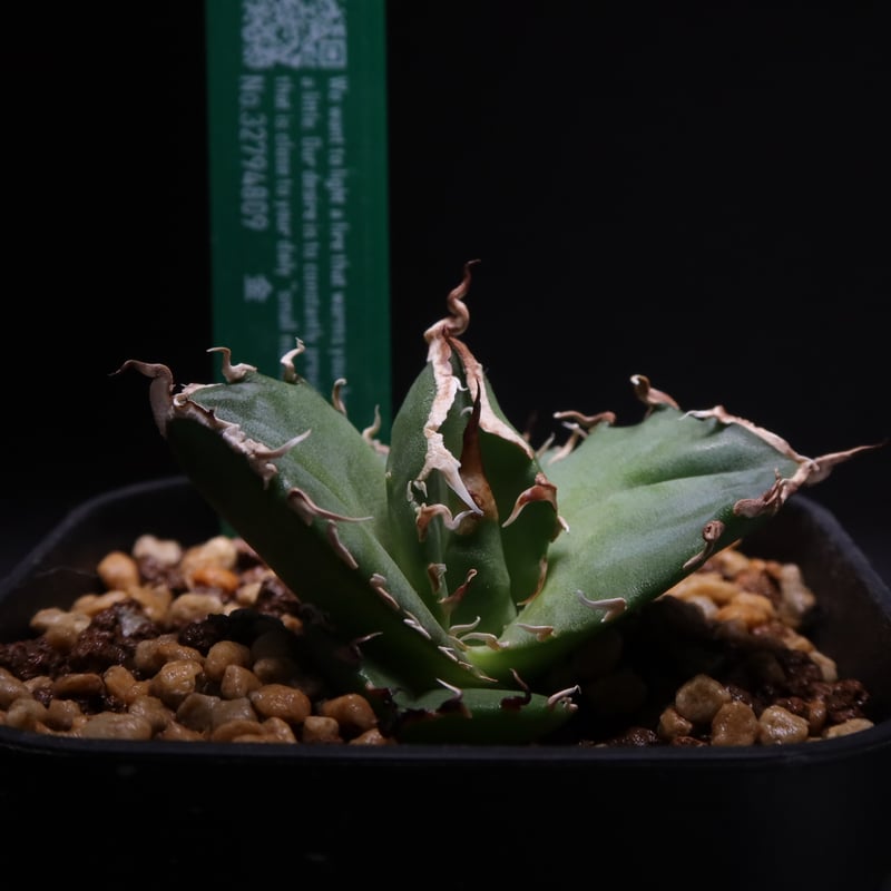 管理No.32794809】アガベ チタノタ 金（発根済） | LIT PLANTS l リ