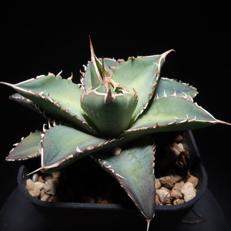 管理No.68762437】アガベ チタノタ 海王(発根済) | Agave 管理No.68762437】アガベ チタノタ 海王(発根済) | Agave