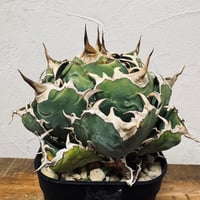 Agave “White Whale” （アガベ 白鯨）