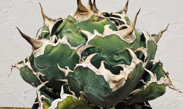 新品Mサイズ kaitlynSepia Agave Agave titanota [STUDS 4th] . #agave #titanota #oteroi #アガベ
