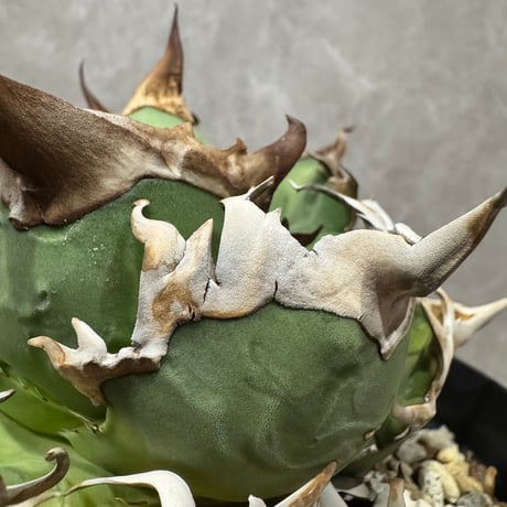 Agave “Wonderful Caesar” （アガベ 素晴らしいシーザー）