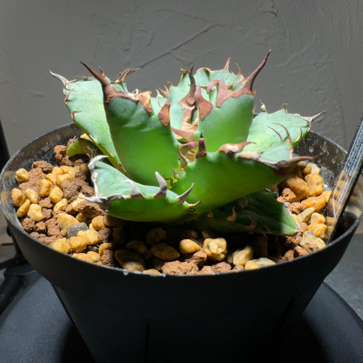 超美株】【中株】 0609 アガベ ホリダ 発根済み