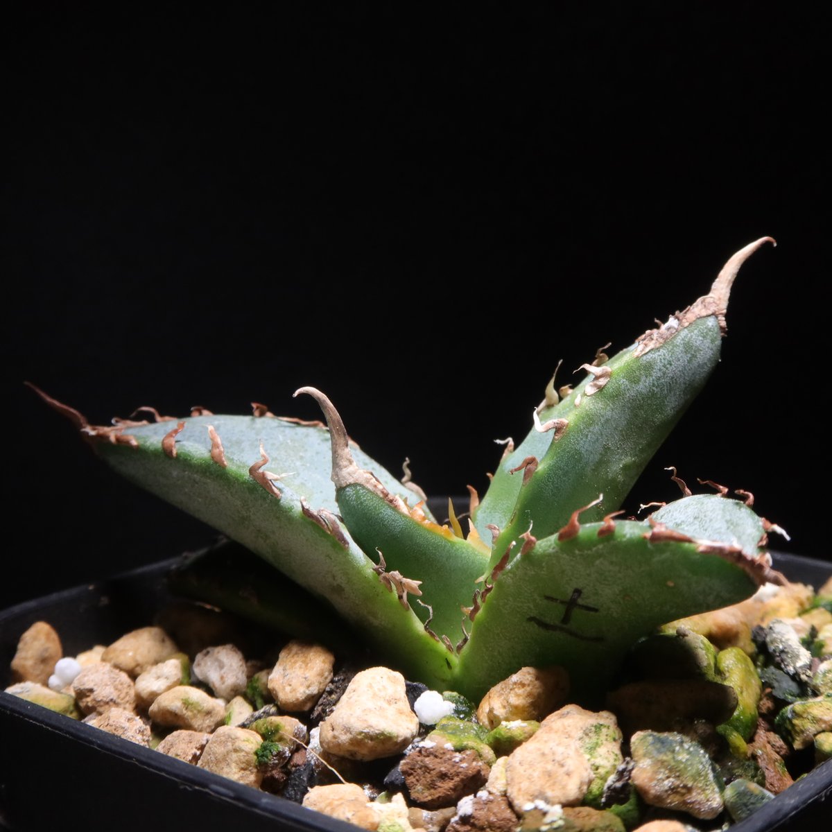 【極上最高級株】発根済み！大きめオリザバ①アガベ 極上最高級株】発根済み！大きめオリザバ②アガベ 極上株