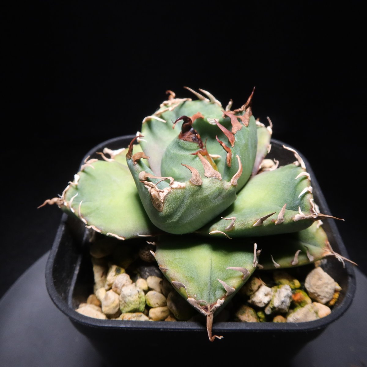 管理No.67589657】アガベ チタノタ 魔丸（発根済） ｜ Agave