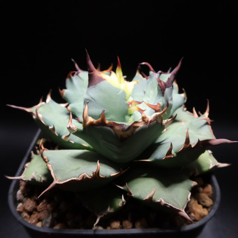 管理No.08725476】アガベ チタノタ 姫厳龍（発根済） ｜ Agave Titan