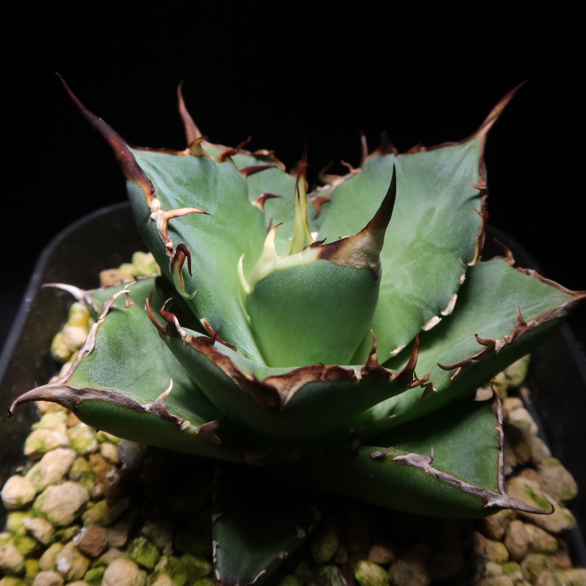 ハデス （発根済）　lize産（血統） ハデス （発根済） lize産（血統） ハデス （発根済） lize産（血統）