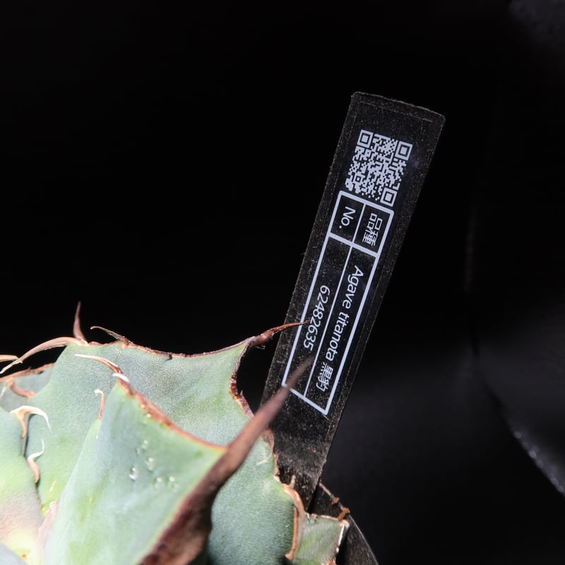 管理No.62482635】アガベ チタノタ 黒豹(発根済) | Agave 管理No.62482635】アガベ チタノタ 黒豹(発根済) | Agave