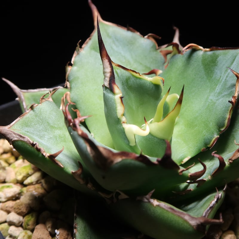 管理No.25353469】アガベ ハデス（発根済） ｜ Agave Hades | LIT
