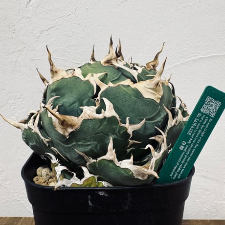 Agave “White Whale” （アガベ 白鯨）