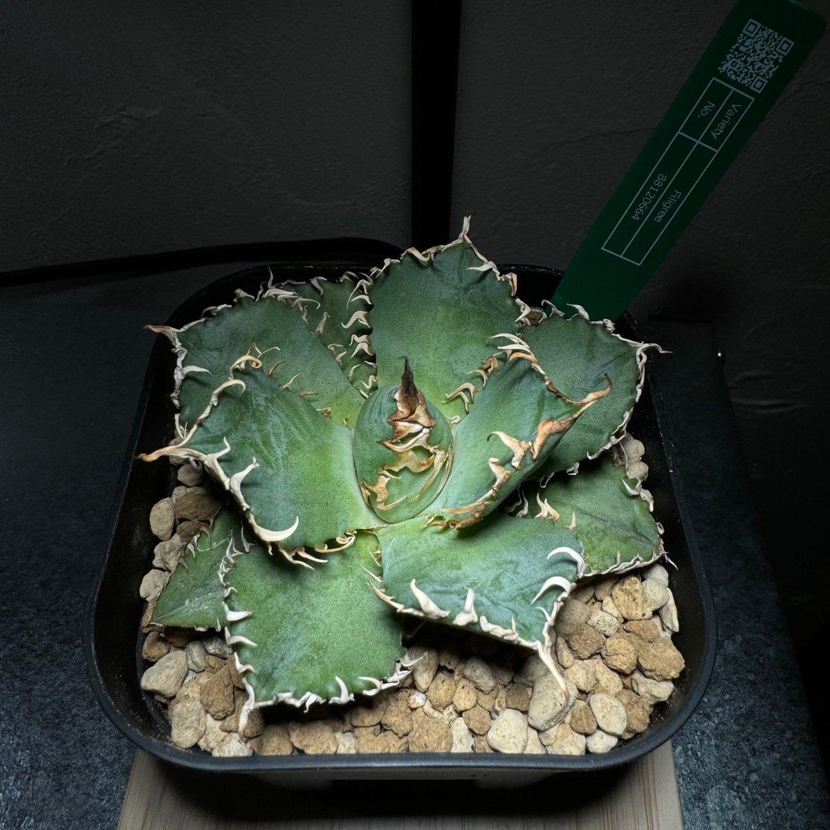 アガベチタノタフィリグリー アガベ チタノタ フィリグリー 'デビル' Agave titanota