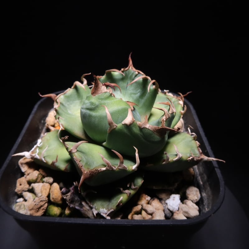 アガベ　チタノタ　魔丸　みやび鉢付き アガベ チタノタ 魔丸 みやび鉢付き アガベ・チタノタ 魔丸（芽