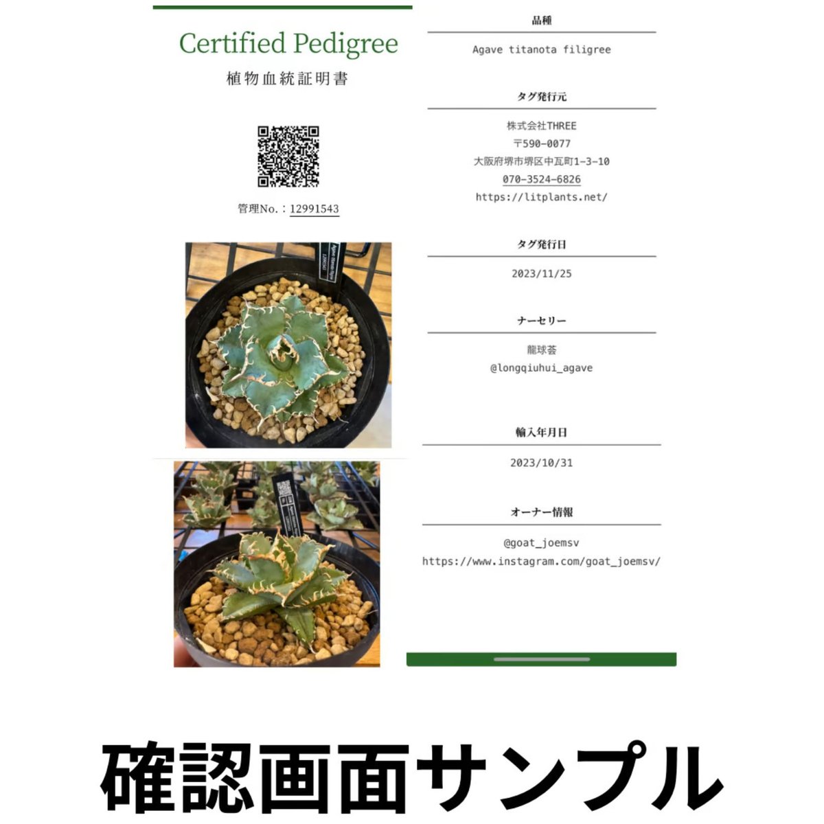 アガベ チタノタ魔丸srl ネイバーフッド鉢付き 親株販売 アガベ