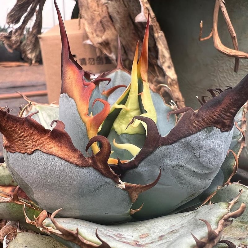 管理No.47712800】アガベ チタノタ 土（発根済） | LIT PLANTS l リ