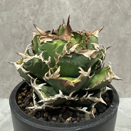 Agave “Crown” （アガベ 皇冠Huang Guan）