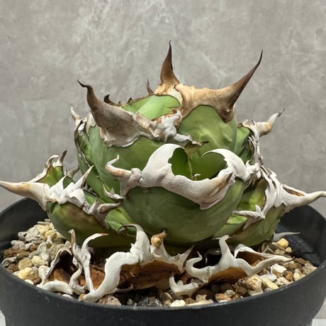 Agave “Wonderful Caesar” （アガベ 素晴らしいシーザー）