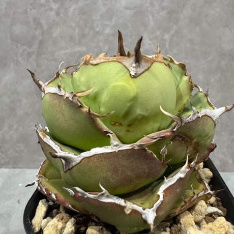 Agave “Juggernaut” （アガベ ジャガーノート）