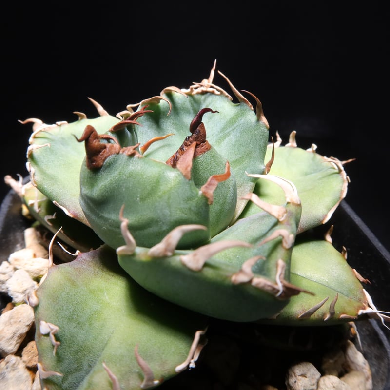 管理No.67589657】アガベ チタノタ 魔丸（発根済） ｜ Agave