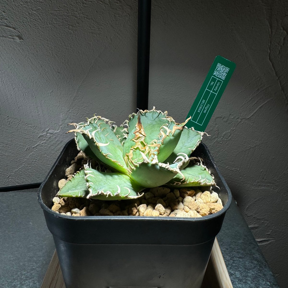 アガベ チタノタ フィリグリー アガベ チタノタ フィリグリー 6 Agave titanota filigree | Mel