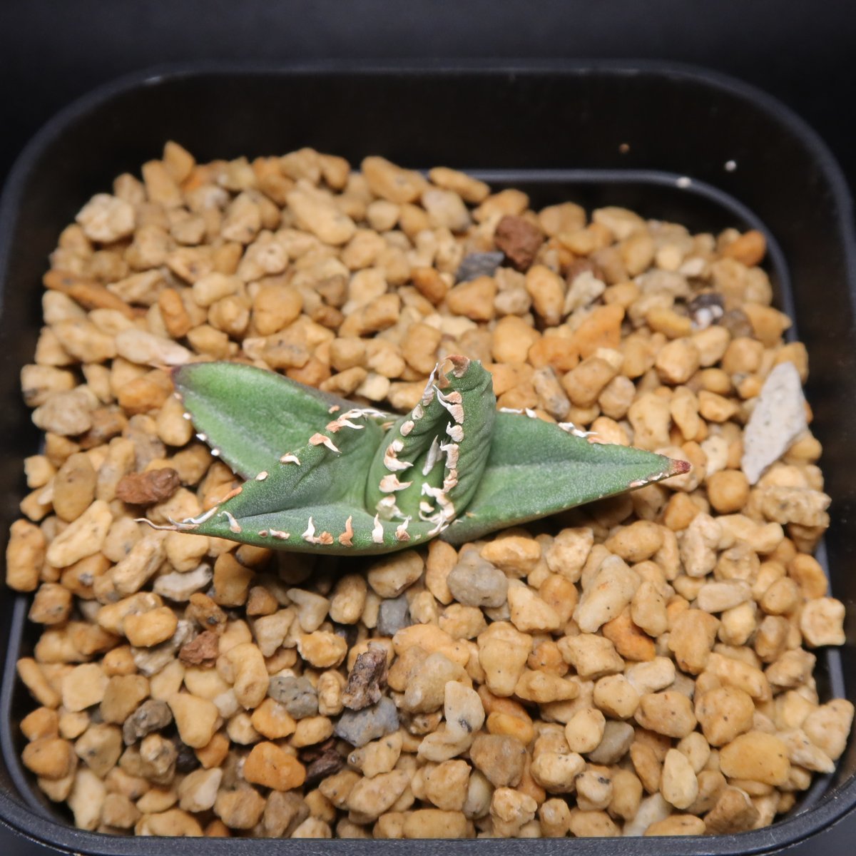 管理No.64983535】アガベ チタノタ 狼人（発根済） | LIT PLANTS l