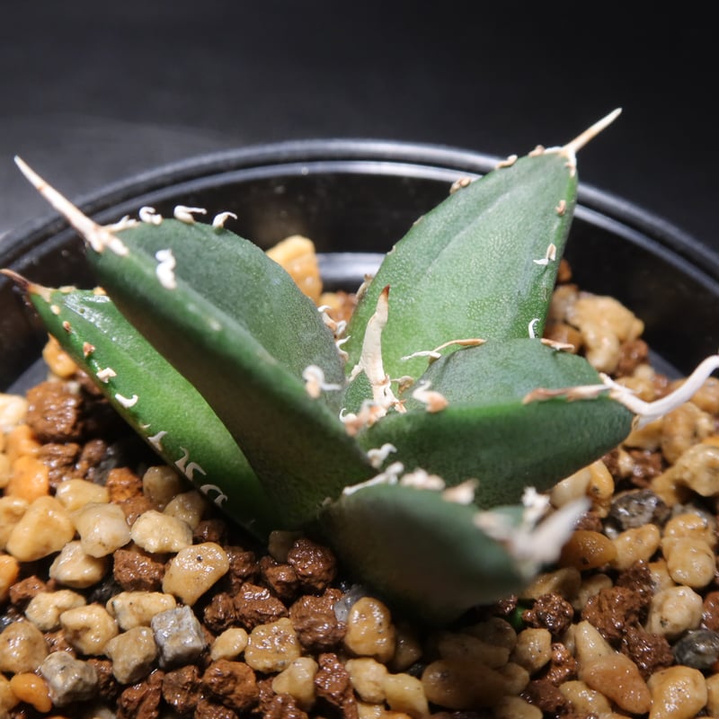 管理No.02364472】アガベ チタノタ 木（発根済） | LIT PLANTS l