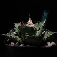 管理No.83435133】アガベ SAD（発根済） ｜ Agave titanota