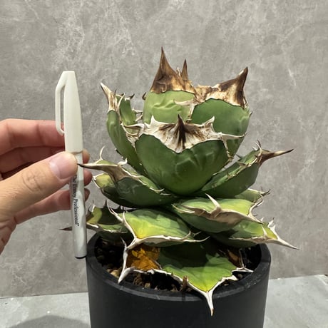 Agave “White Rhino” from Dennis （アガベ 白犀牛）