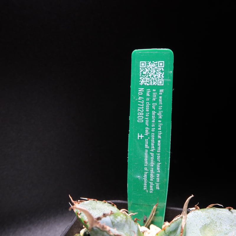 発根済　マルデヌベスverリギダ アガベ チタノタ X マルガリータ （発根済）RF22285 | RAFLUM