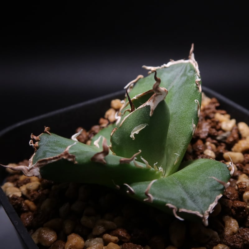 管理No.32794809】アガベ チタノタ 金（発根済） | LIT PLANTS l