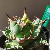星空　龍球会産　子株　発根済 星空 龍球会産 子株 発根済 CATEGORY Agave | AgaveLives