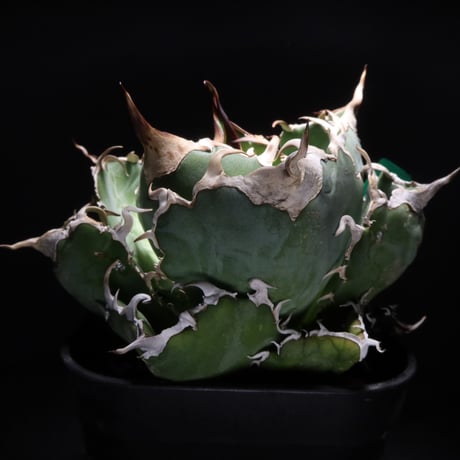 LIT PLANTS l リットプランツ