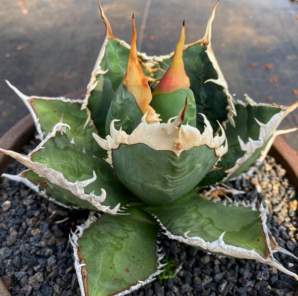 Akira Norita アガベ　チタノタ　狼人 Akira Norita様専用 アガベ チタノタ 狼人