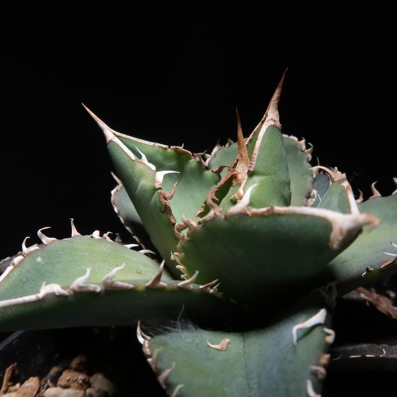 コレクション株　『親株』アガベ　海王　発根済み　鉢ごと発送 2025年最新】海王 アガベの人気アイテム - メルカリ