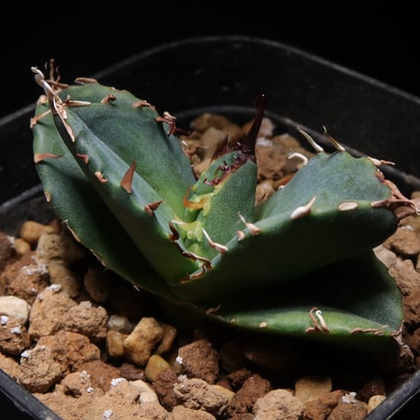 『コレクション株』アガベ　ノーネーム　ビックスパイン　強鋸歯　中株　発根活着済み LIT PLANTS l リットプランツ