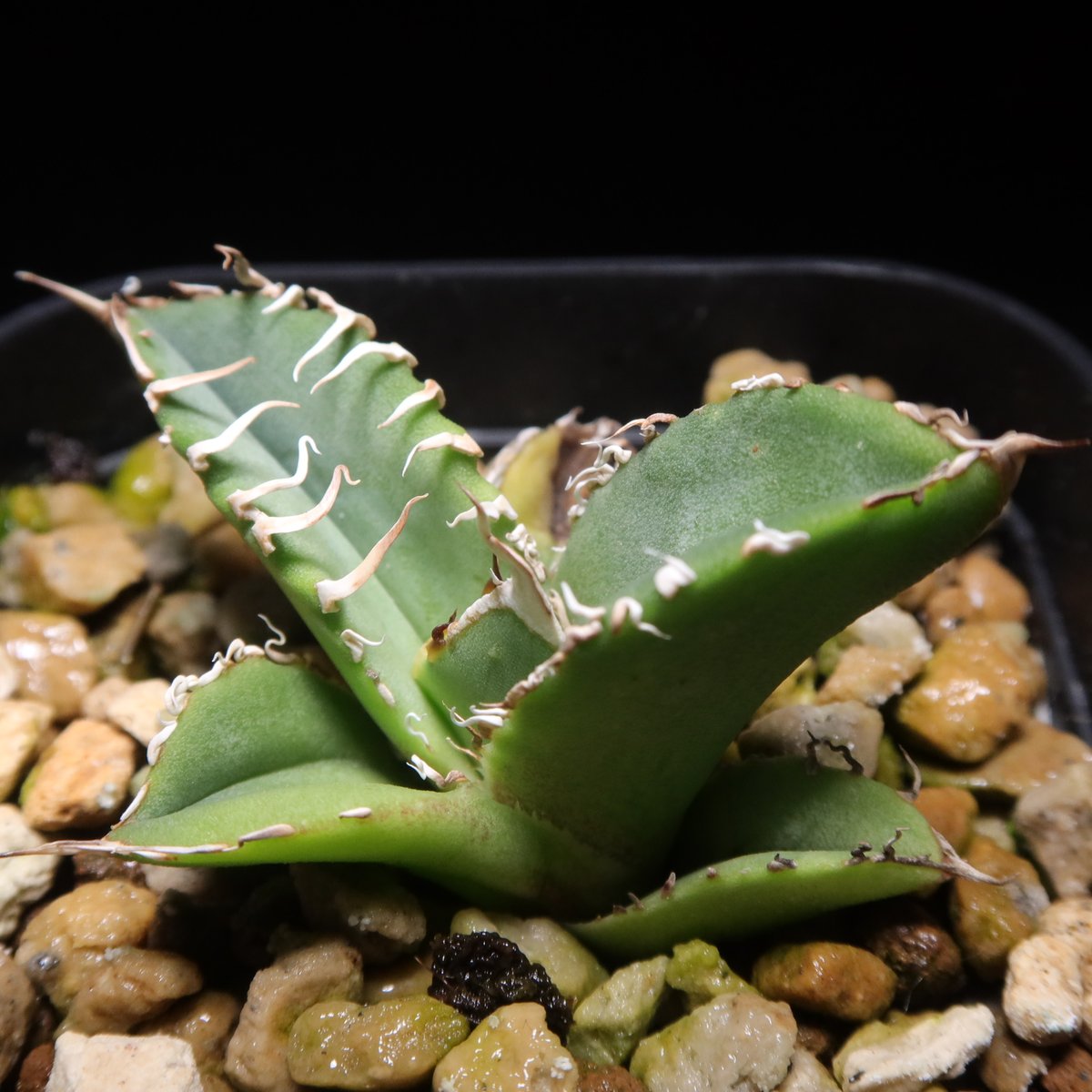 管理No.58690028】アガベ 星空（発根済） | LIT PLANTS l リット