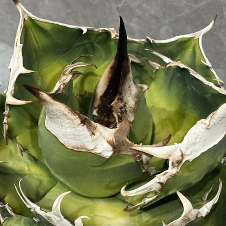Agave “Polaris” （アガベ 北極星）
