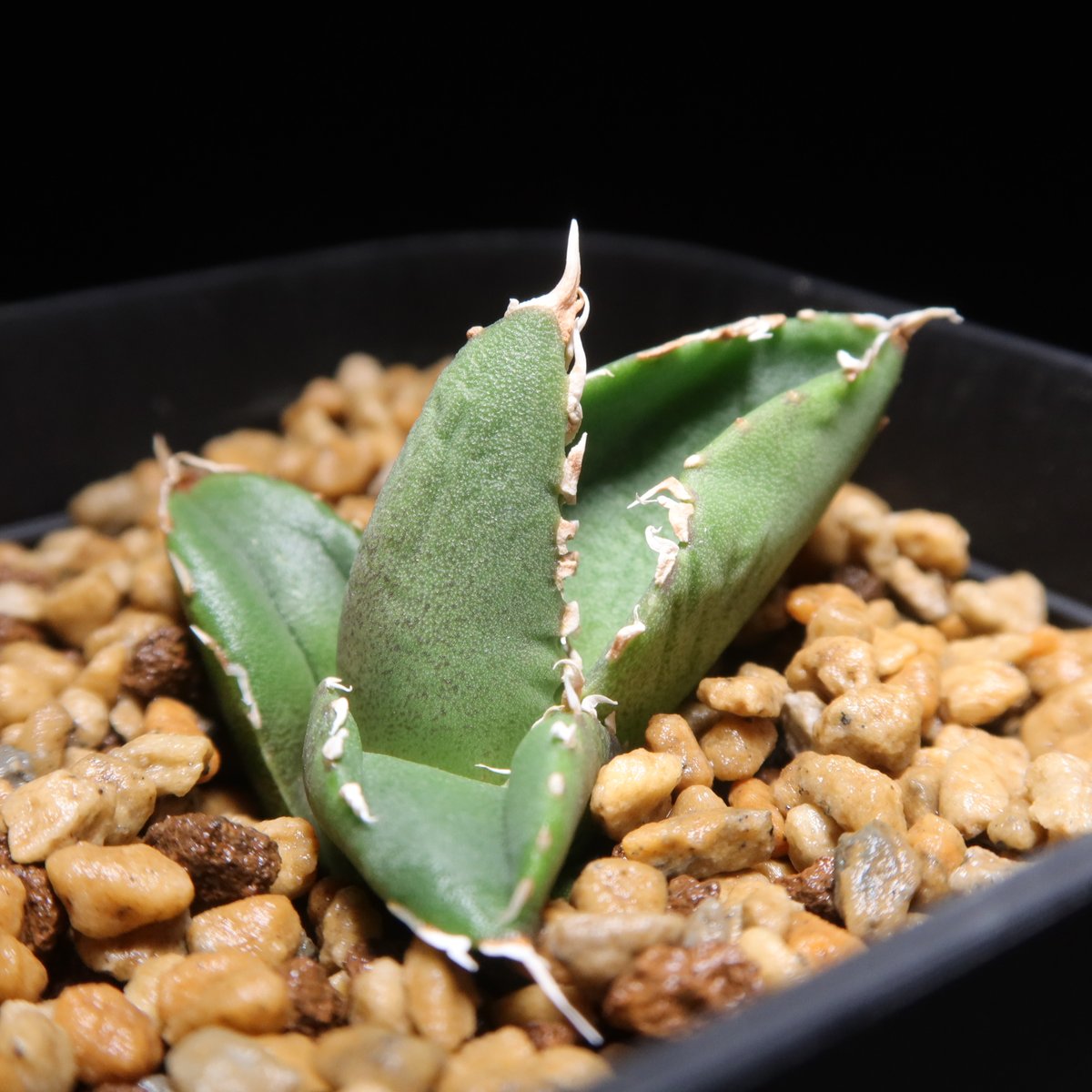 アガベ　チタノタ　狼人　鉢付き アガベ・チタノタ 狼人成長記録① - BAXのきままに実生ブログ