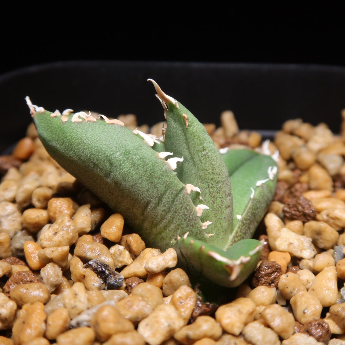 アガベ 狼人 ムチプリ 裏棘 短葉 厚葉 チタノタ 発根済み 極上鋸歯 a0