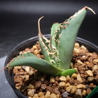 アガベ SAD (良型) アガベ SAD ② | 植物でワクワクを｜BOTANICAL BOX