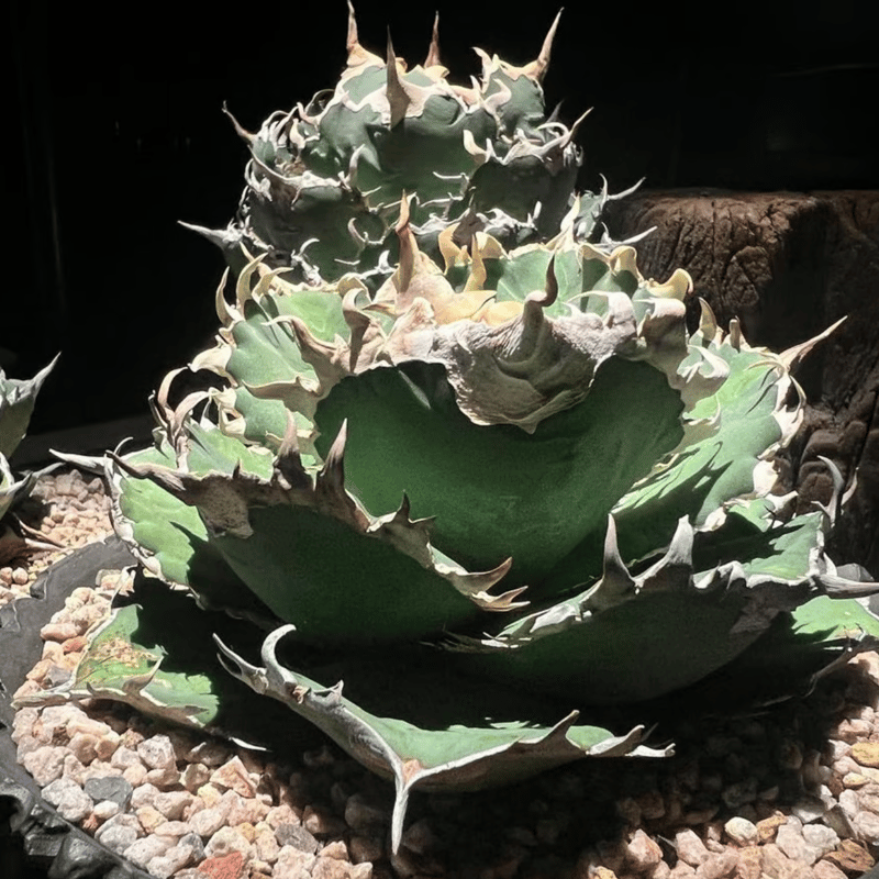 管理No.87232531】アガベ 金剛（発根済） | LIT PLANTS l リット