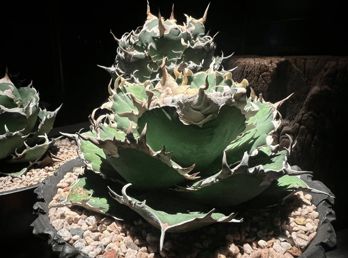 アガベ　金剛　多肉植物 金剛 楽しみな株です😋 #アガベ #金剛 #チタノタ #オテロイ