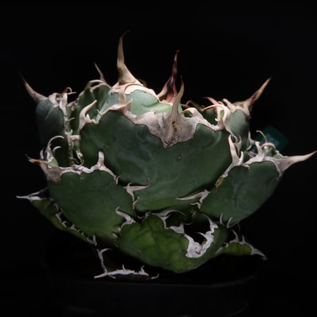 LIT PLANTS l リットプランツ