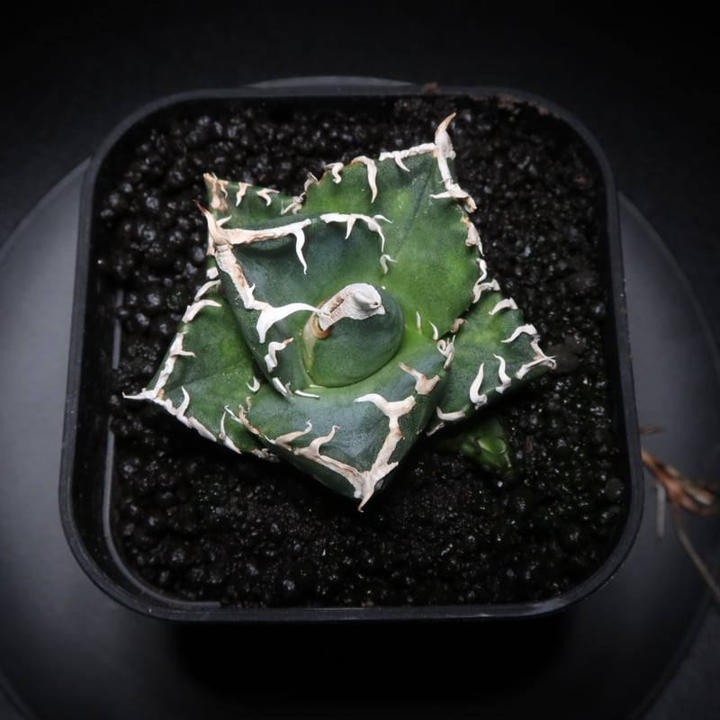 管理No.83435133】アガベ SAD（発根済） ｜ Agave titanota