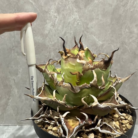 Agave Titanota “CJ-1” （アガベ・チタノタ CJ-1）