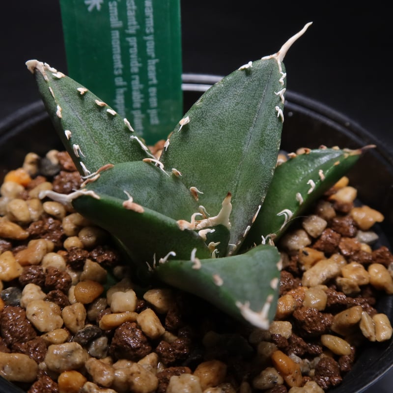 【強うねり刺】アガベ　チタノタ　中株　発根活着済み 強うねり刺】アガベ チタノタ 中株 発根活着済み 観葉植物