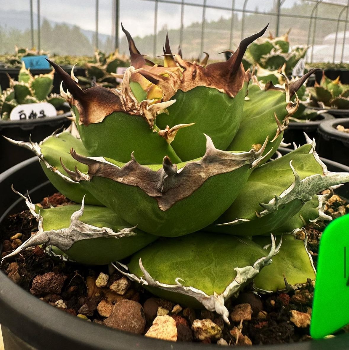 チタノタ「碧奧蘭蒂/ビオランテ」発根済 鉢・タグ付き fit=scale-down,w=1200