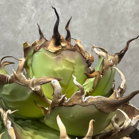 Agave Titanota “CJ-1” （アガベ・チタノタ CJ-1）