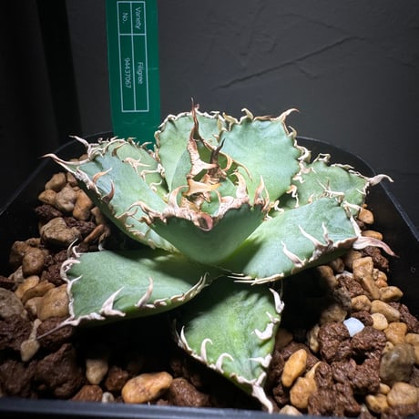 CATEGORY フィリグリー | LIT PLANTS l リットプランツ CATEGORY フィリグリー | LIT PLANTS l リットプランツ