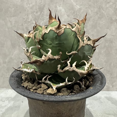 すごく良いAgave “Caesar” （アガベ シーザー）