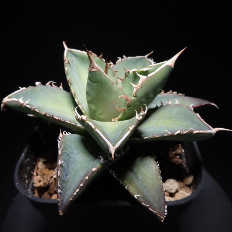 管理No.68762437】アガベ チタノタ 海王（発根済） ｜ Agave Titanot