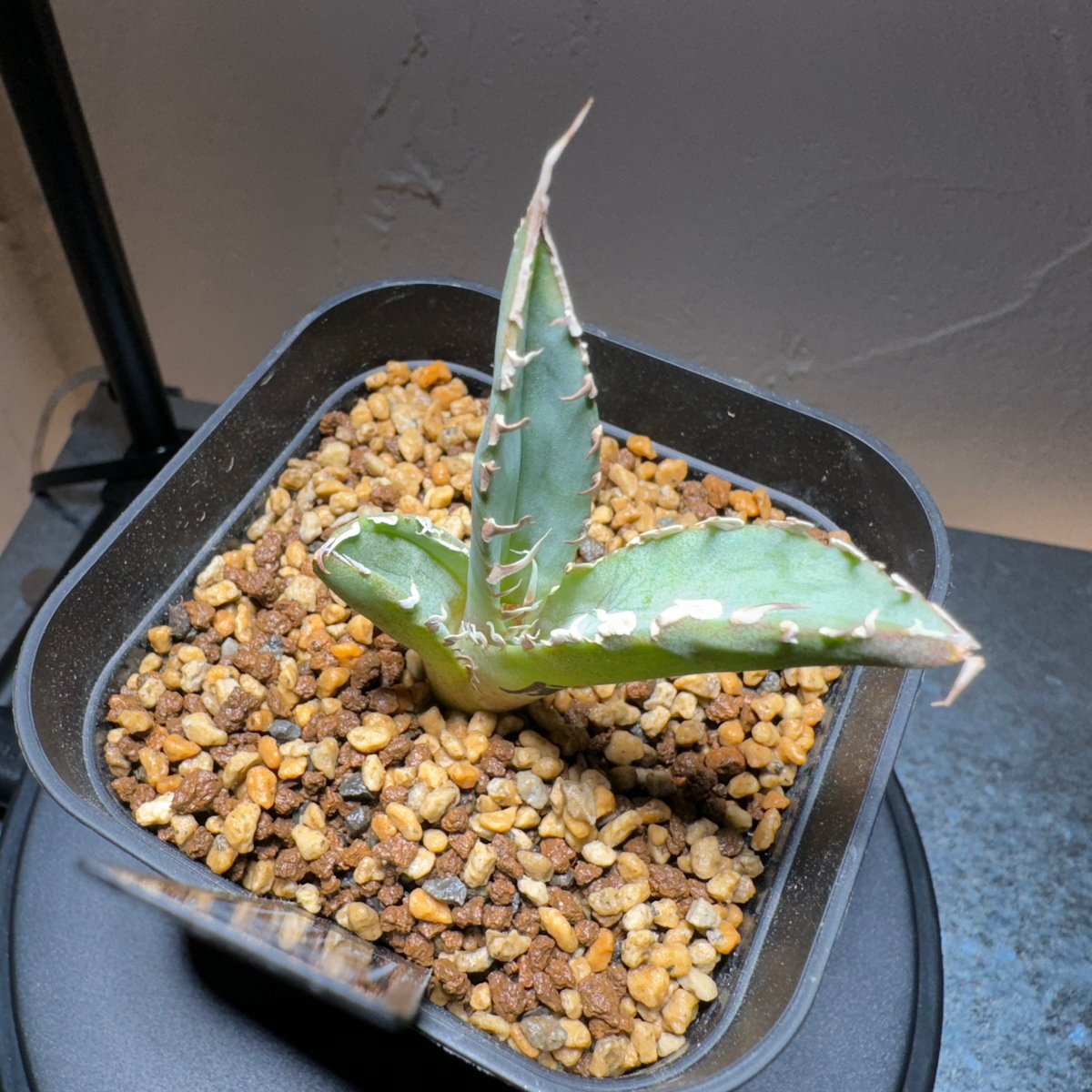 アガベ チタノタ 鳳凰 A 【公式通販】